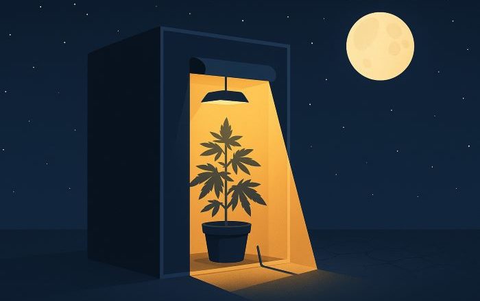 Световое загрязнение в выращивании каннабиса