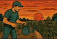 Как летом не перегреться самому и не утопить каннабис